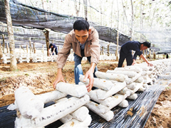 胶林下种食用菌 来年奔富有盼头